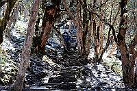 Today begins the trek to Deurali pass (3090 m) through nice Rhododrendron forest.