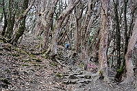 We continue through the really old rhododendron forest to Tadapani.