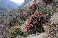 Rhododendron forest along the trail to Tadapani.