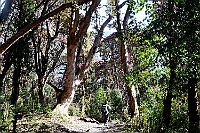 We walk through old rhododendron forest toward Chomrong.