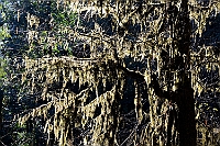 Lichens hanging from the trees.