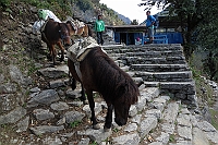 Food and beverages to the villages is carried with horses or sherpas.