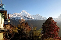 Annapurna South (7219 m) and Hiunchuli (6441 m) and Rhododendron flowering trees.