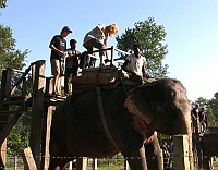 Here begins our elephant ride in Sauraha.
