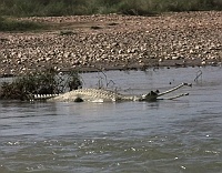 Gharial crocodile.