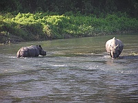 Two rhinos.