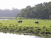 Indian rhinoceros.