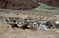 Sheep and goats crossing a river in the Suru valley