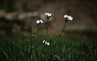 Flowers in the Zanskar valley
