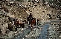Horse transport in Zanskar