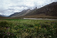 Flowers in Zanskar Valley