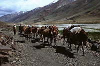 Horse transport in Zanskar Valley