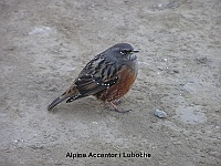 Alpine Accentor at Luboche
