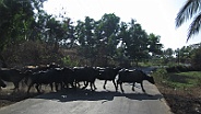 Water buffalo crossing the road to Bollywood Hotel in Colva