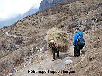 Hay transport in the mountains