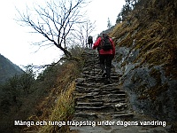 Many heavy steps today from Lama Hotel (2470m) to Thulo Shyaphru