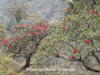 Rhododrendronen bloomed along the trail