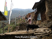 Thulo Shyaphru (2250m)