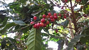 Coffee plant's fruits.