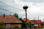 Stork's nest in northern Romania.