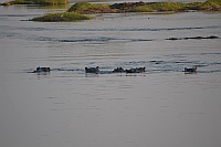 and hippos during the trip.