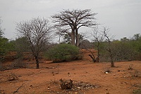 Baobab trees at the lunch stop.