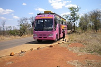 Pink Caravan at the Punda Maria Gate, Kruger Park.