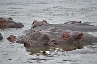 Hippos in St Lucia,