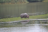There were some hippos along the the footbridge.