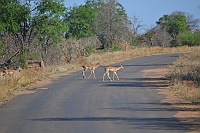 Some Impala crossing the road inside the Kruger Park.
