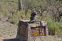 A Chacma baboons on a road marking in Kruger park.