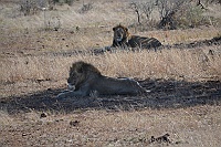 Lion at Kruger park.