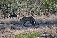 Leopard in the Kruger Park.