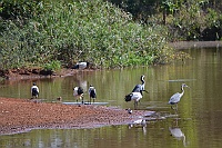 Sacred Ibis and Black-headed heron are some of the birds at the pond.