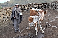 A man from the Basotho people (Blanket People) has just milked his cow.