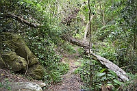 We continue along the Blue Duiker Trail.