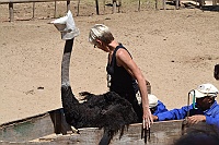 Birgitta will try to sit on an ostrich.