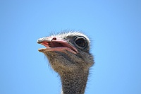 Ostrich at the ostrich farm in the Cango.