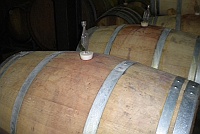 Wine barrels on fermentation.