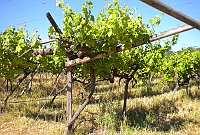 Vines on Picardy vineyard.