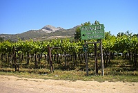 Picardy vineyard.