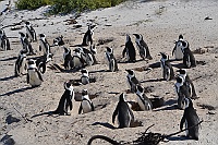 We made ​​a stop in Simon's Town and looked at the African penguins.