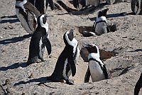 We made ​​a stop in Simon's Town and looked at the African penguins.