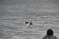 We made ​​a stop in Hermanus and watched a Southern Right Whale.
