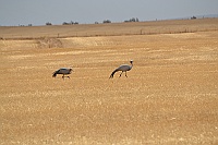 Made a few stops along the way and watched some Blue Cranes.