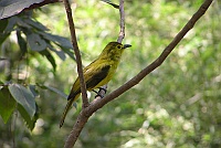 Yellow-browed Bulbul, Backwood Camp, Goa 2006