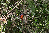 Blue-eared Kingfisher, Backwood Camp, Goa 2009