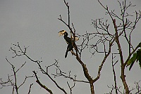 Malabar Pied-Hornbill, Backwood Camp, Goa 2009
