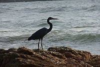 Western Reef-Heron, Gorkana, Karnataka 2009