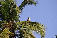 Brahminy Kite, Colva, Goa 2009